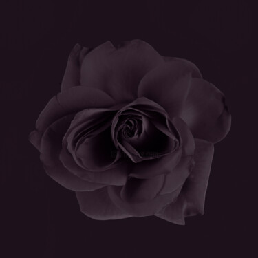 Fotografía titulada "Purple dark rose" por Larisa Siverina, Obra de arte original, Fotografía no manipulada