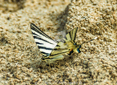 Photographie intitulée "Papillonnage sur le…" par Shali Photographie, Œuvre d'art originale