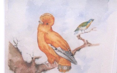 Pittura intitolato "Le perroquet" da Alain Lasserre, Opera d'arte originale, Acquarello
