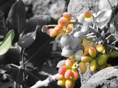 Fotografie mit dem Titel "pistacchio-color.jpg" von Laura Saitta, Original-Kunstwerk