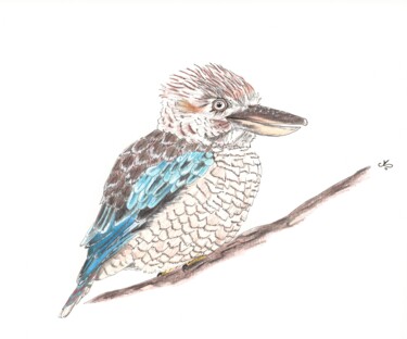 Desenho intitulada "Kookaburra" por Laura Renaudin, Obras de arte originais, Lápis