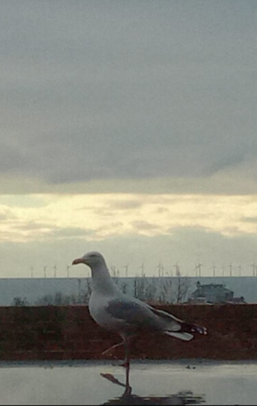 Photography titled "Portslade Seagull" by Laura Capurro, Original Artwork, Non Manipulated Photography