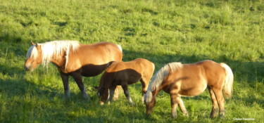 Photographie intitulée "Les chevaux du pré…" par Laure Barlet, Œuvre d'art originale