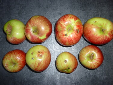 Photographie intitulée "Les pommes sauvages" par Laure Barlet, Œuvre d'art originale