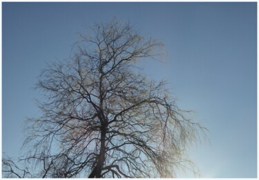 Photographie intitulée "L'arbre nu" par Laure Barlet, Œuvre d'art originale, Photographie numérique