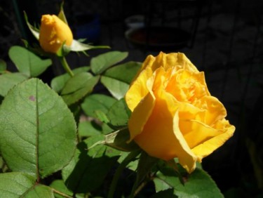 Photographie intitulée "rose jaune" par Laure, Œuvre d'art originale