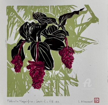 Druckgrafik mit dem Titel "Medinilla magnifica…" von Laurence Allemand, Original-Kunstwerk, Linoldrucke