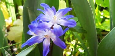 Photographie intitulée "Fleurs bleues du pr…" par Laurence Kozel Fontaine, Œuvre d'art originale, Photographie numérique