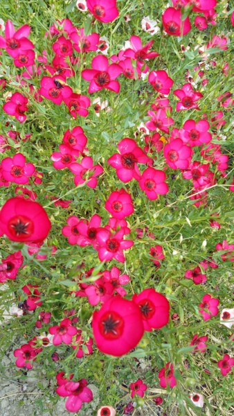 Fotografia zatytułowany „fleurs roses, influ…” autorstwa Laurence Kozel Fontaine, Oryginalna praca, Fotografia nie manipulow…