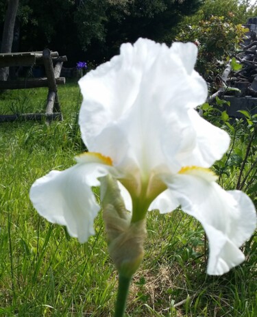 Photographie intitulée "iris blanc, lumière…" par Laurence Kozel Fontaine, Œuvre d'art originale, Photographie numérique
