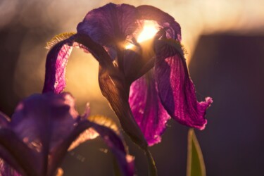 Fotografia zatytułowany „Iris” autorstwa Laurence Masson, Oryginalna praca, Fotografia cyfrowa