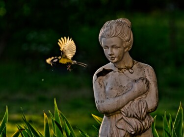 Photographie intitulée "Mésange" par Laurence Masson, Œuvre d'art originale, Photographie numérique