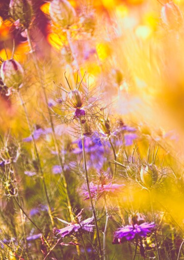 "Nigelle 2" başlıklı Fotoğraf Laurence Masson tarafından, Orijinal sanat, Dijital Fotoğrafçılık