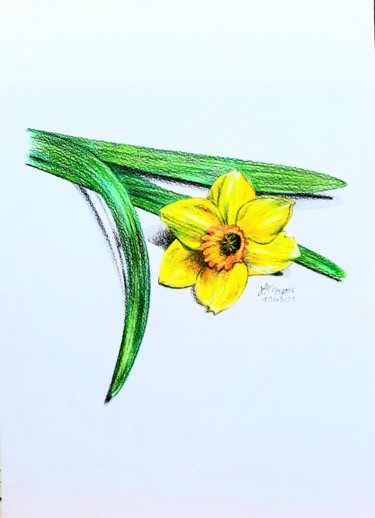 Drawing titled "Fleur de jonquille" by Laurence Keriguy, Original Artwork, Pencil