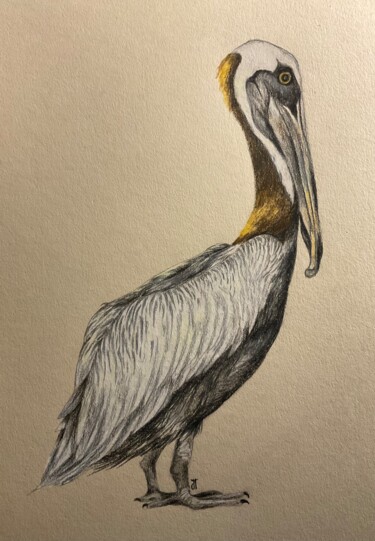 Dessin intitulée "pelican" par Lautiard, Œuvre d'art originale, Crayon