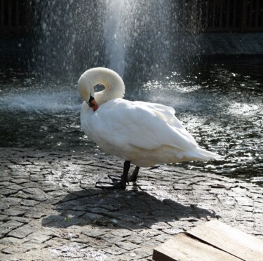 Fotografia intitolato "Swan" da Lavinia, Opera d'arte originale, Fotografia manipolata