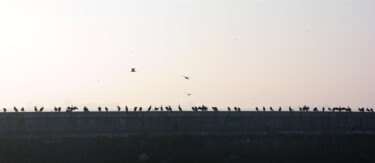 摄影 标题为“Birds” 由Lavinia, 原创艺术品, 非操纵摄影