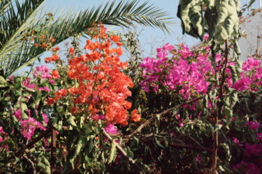 Photography titled "Bougainvillea 5" by Lavinia, Original Artwork, Non Manipulated Photography