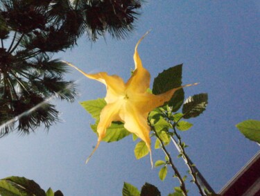 Fotografie mit dem Titel "Yellow Flower" von Lavinia, Original-Kunstwerk, Nicht bearbeitete Fotografie