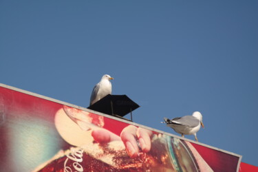 Photography titled "Seagull" by Lavinia, Original Artwork, Non Manipulated Photography