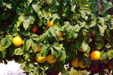Fotografia zatytułowany „Orange tree” autorstwa Lavinia, Oryginalna praca, Fotografia cyfrowa