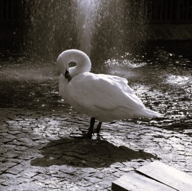 Photographie intitulée "Swan 2" par Lavinia, Œuvre d'art originale, Photographie numérique