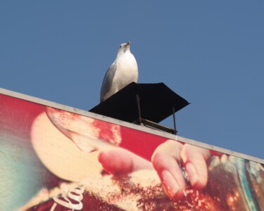 Fotografía titulada "Seagull 2" por Lavinia, Obra de arte original, Fotografía analógica