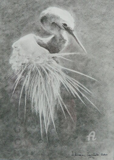 Drawing titled "Egreta in black and…" by Liliana Lazar, Original Artwork, Charcoal