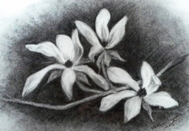 Drawing titled "Magnolia" by Liliana Lazar, Original Artwork, Charcoal Mounted on Other rigid panel