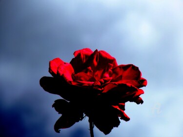 Fotografie getiteld "Rosa rossa" door Aurelio Nicolazzo, Origineel Kunstwerk