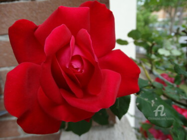 Fotografia intitolato "Rosa rossa" da Aurelio Nicolazzo, Opera d'arte originale