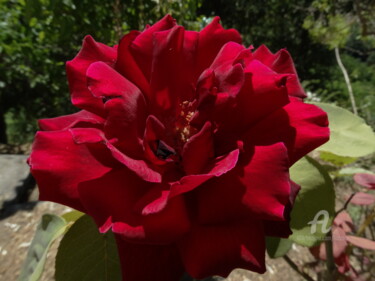 Fotografia intitolato "Rosa rossa" da Aurelio Nicolazzo, Opera d'arte originale