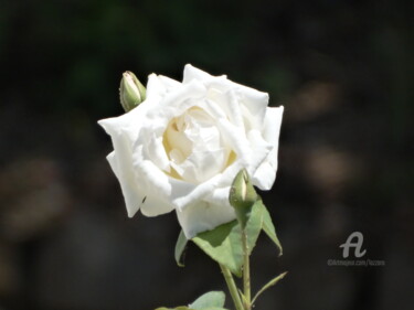Fotografia intitolato "Rosa bianca" da Aurelio Nicolazzo, Opera d'arte originale