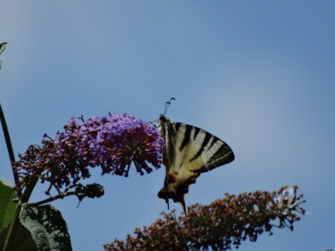 Fotografia intitolato "Butterfly 2" da Aurelio Nicolazzo, Opera d'arte originale, Fotografia digitale