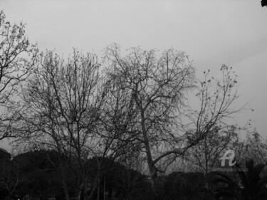 Photographie intitulée "Trees" par Aurelio Nicolazzo, Œuvre d'art originale, Photographie numérique