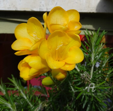 Fotografie mit dem Titel "Fleurs jaunes 2" von Aurelio Nicolazzo, Original-Kunstwerk, Digitale Fotografie