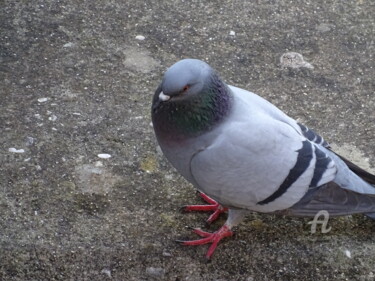 Fotografia intitulada "Pigeon roman" por Aurelio Nicolazzo, Obras de arte originais, Fotografia digital