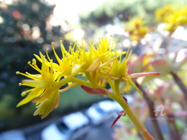 Photographie intitulée "Yellow Flower" par Aurelio Nicolazzo, Œuvre d'art originale, Photographie numérique