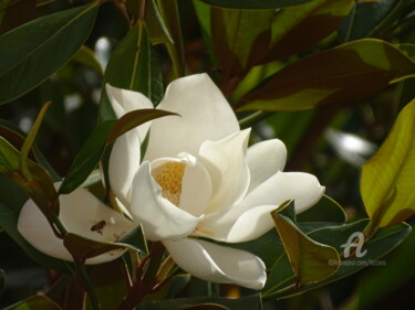 Фотография под названием "Magnolia" - Aurelio Nicolazzo, Подлинное произведение искусства, Цифровая фотография