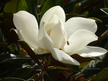 Фотография под названием "Magnolia 2" - Aurelio Nicolazzo, Подлинное произведение искусства, Цифровая фотография