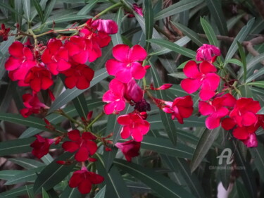 Photographie intitulée "Red flowers" par Aurelio Nicolazzo, Œuvre d'art originale, Photographie numérique