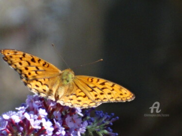 Photographie intitulée "Yellow butterfly" par Aurelio Nicolazzo, Œuvre d'art originale, Photographie numérique
