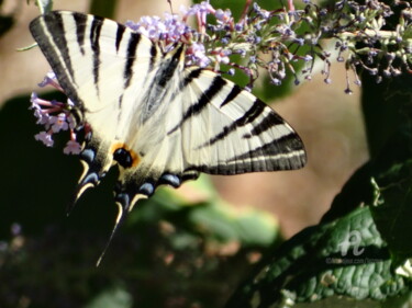 Photographie intitulée "Beautiful butterfly" par Aurelio Nicolazzo, Œuvre d'art originale, Photographie numérique