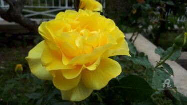 Photography titled "The Yellow Rose" by Aurelio Nicolazzo, Original Artwork, Digital Photography