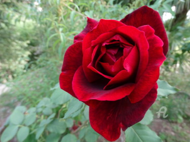 Fotografie mit dem Titel "The Red Rose in the…" von Aurelio Nicolazzo, Original-Kunstwerk, Digitale Fotografie