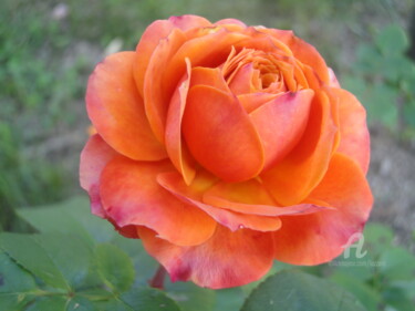 Photography titled "The Orange Rose" by Aurelio Nicolazzo, Original Artwork, Digital Photography