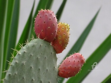 Photographie intitulée "Cactus a ottobre" par Aurelio Nicolazzo, Œuvre d'art originale, Photographie numérique