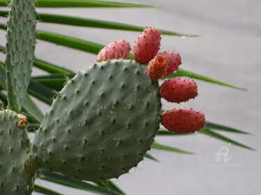 Fotografia zatytułowany „Cactus avec de bons…” autorstwa Aurelio Nicolazzo, Oryginalna praca, Fotografia cyfrowa