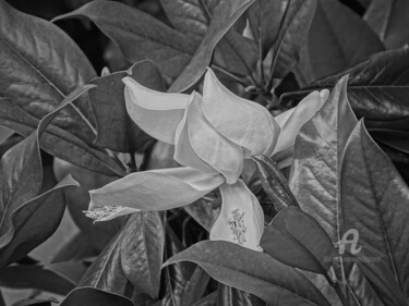 Photographie intitulée "Fleur dans le jardi…" par Aurelio Nicolazzo, Œuvre d'art originale, Photographie numérique