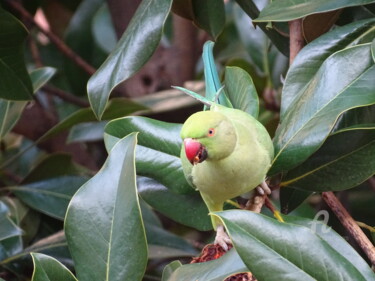 Fotografia zatytułowany „Cocorito is eating…” autorstwa Aurelio Nicolazzo, Oryginalna praca, Fotografia cyfrowa